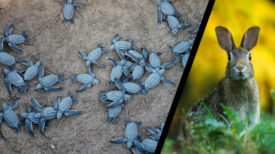 Many small baby turtles flapping about on beach sand next to one alert looking hare sitting in grass.