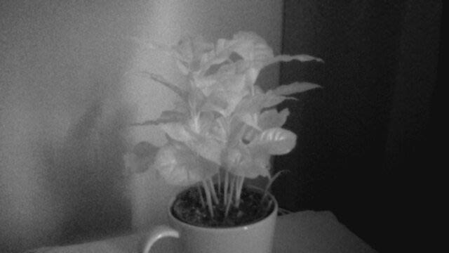 Infrared webcam photo of a flower in a cup The infrared webcam can make abstract art.